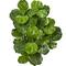 5ft. Fiddle Leaf Fig Tree with Decorative Planter